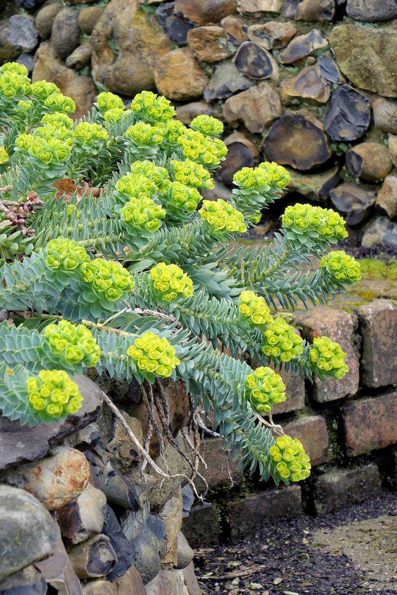 Euphorbia myrsinites Euphorbia myrsinites
