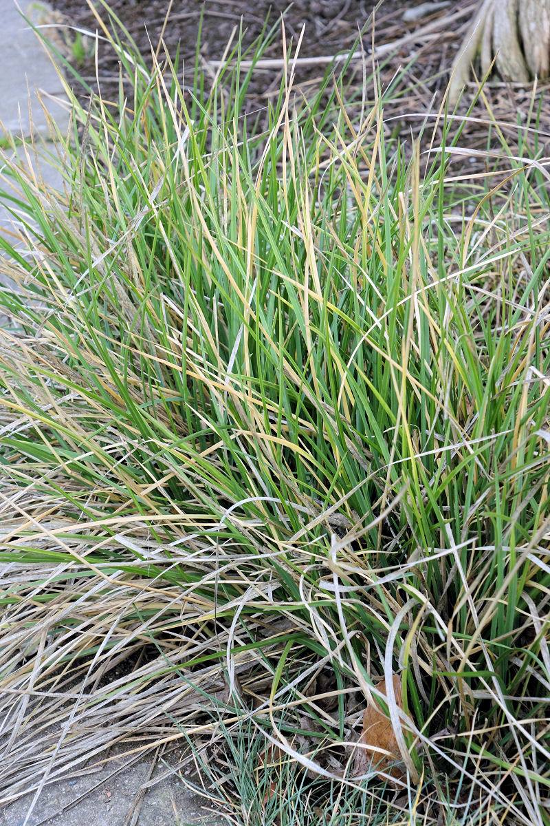 Sesleria autumnalis v polovině ledna Sesleria autumnalis v polovině ledna