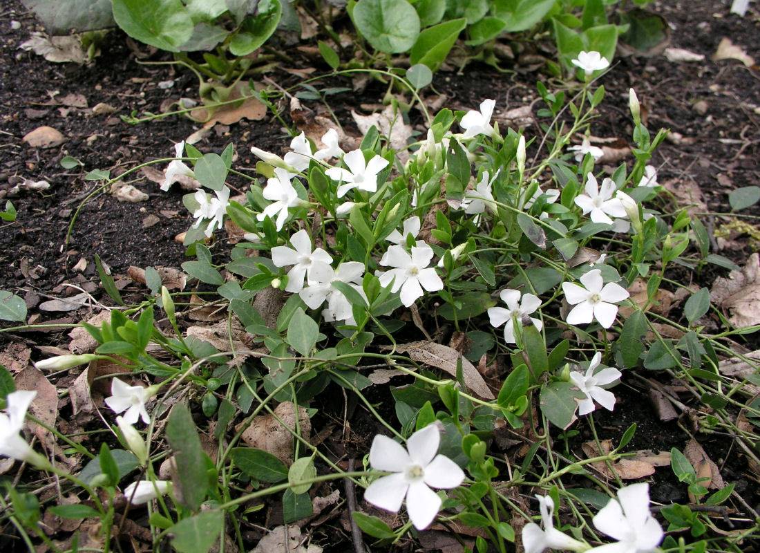 Vinca minor Gertrude Jekyll Vinca minor Gertrude Jekyll