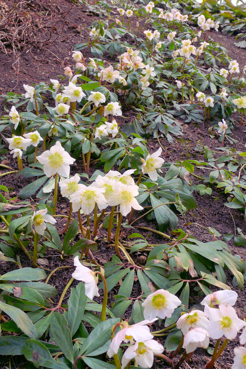 Helleborus niger Helleborus niger