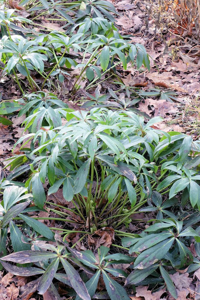Helleborus orientalis v polovině ledna Helleborus orientalis v polovině ledna