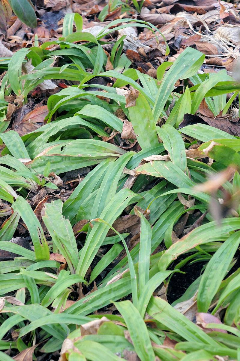 Carex plantaginea Carex plantaginea