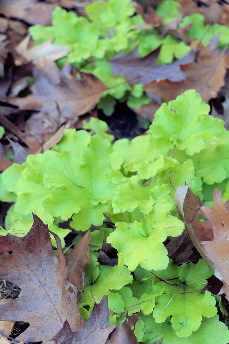 Heuchera Lime Marmelade Heuchera Lime Marmelade