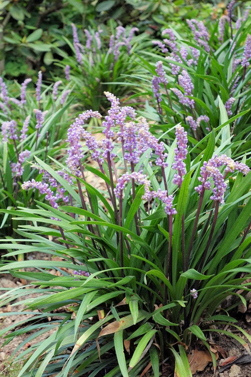 Liriope muscari Lilac Wonder Liriope muscari Lilac Wonder