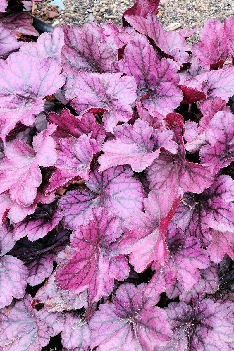 Heuchera Wild Rose Heuchera Wild Rose