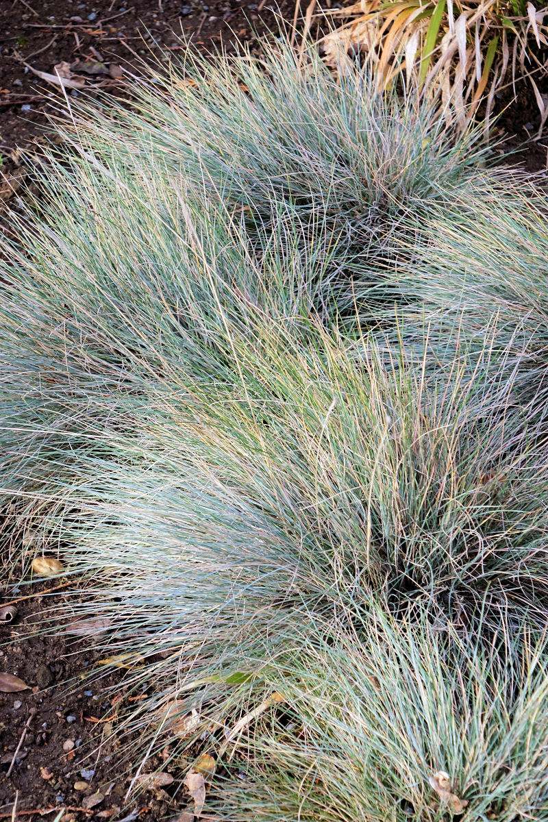 Festuca glauca Festuca glauca