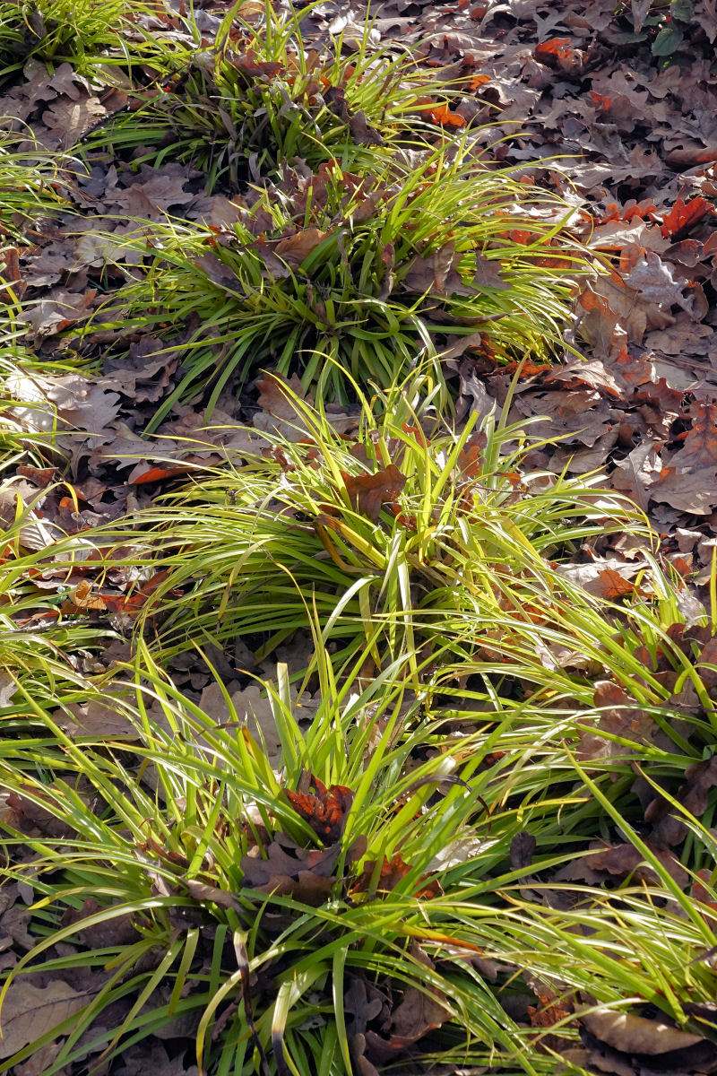 Luzula sylvatica Winergold Luzula sylvatica Winergold
