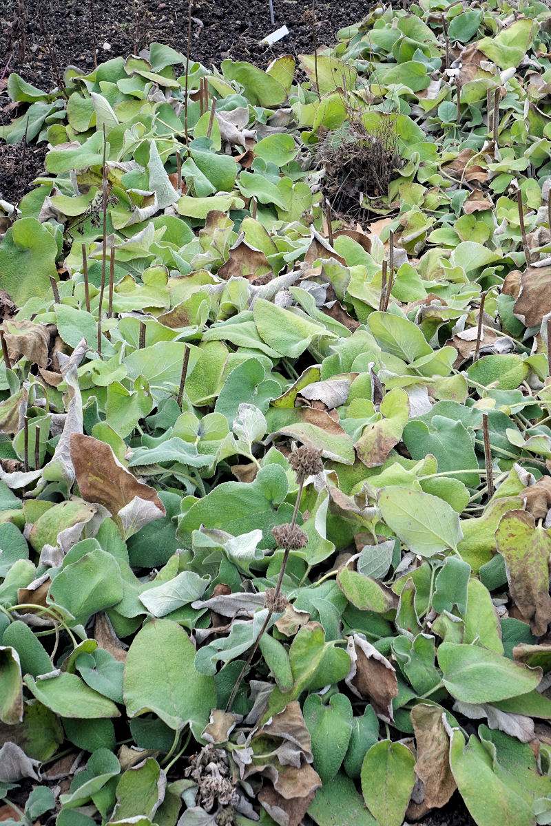 Phlomis russeliana v zimních měsísích Phlomis russeliana v zimních měsísích