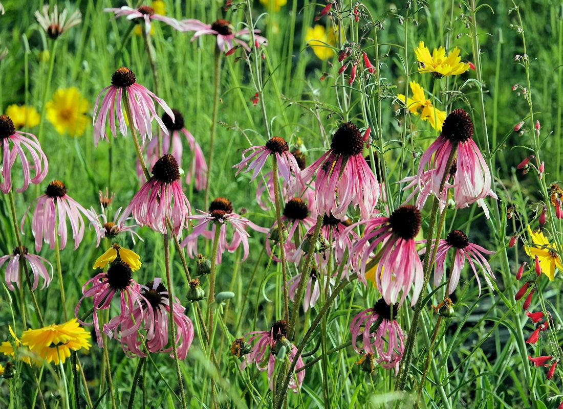 Třapatkovka bledá (Echinacea pallida)