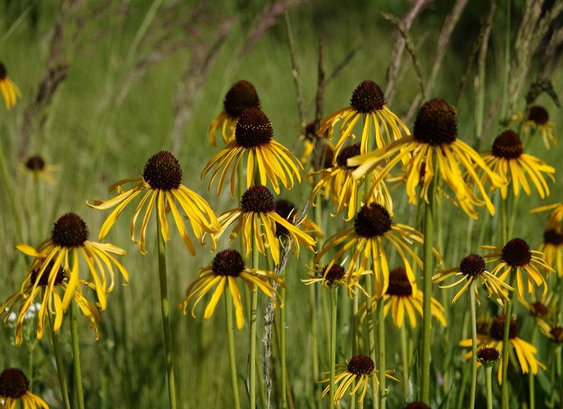 Třapatkovka podivná (Echinacea paradoxa)
