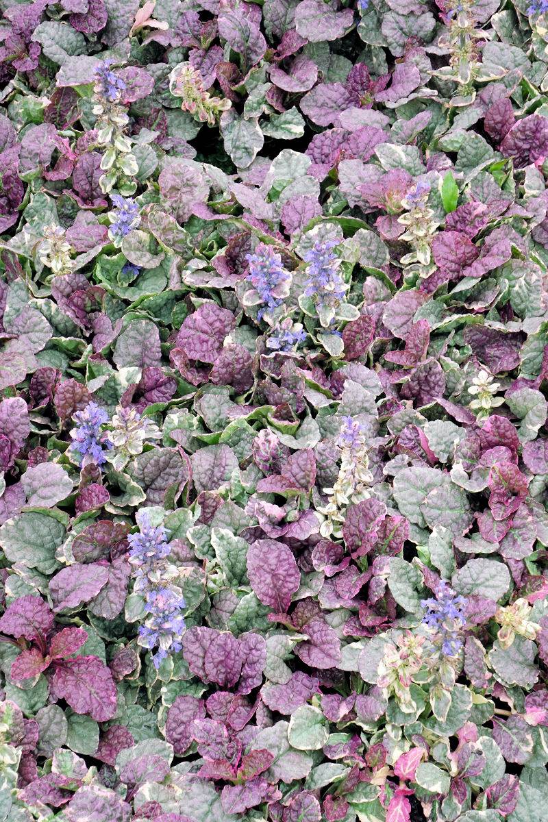 Ajuga repens Burgundy Glow Ajuga repens Burgundy Glow