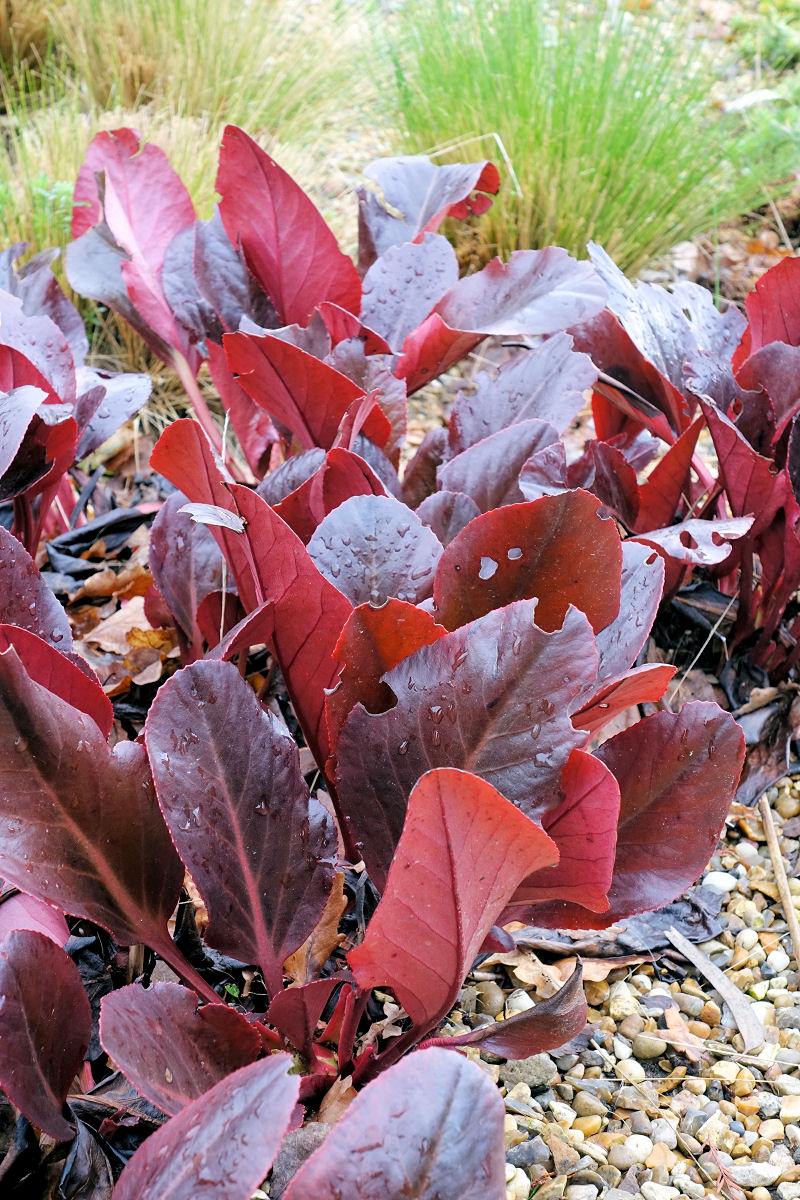 Bergenia Irish Crimson Bergenia Irish Crimson