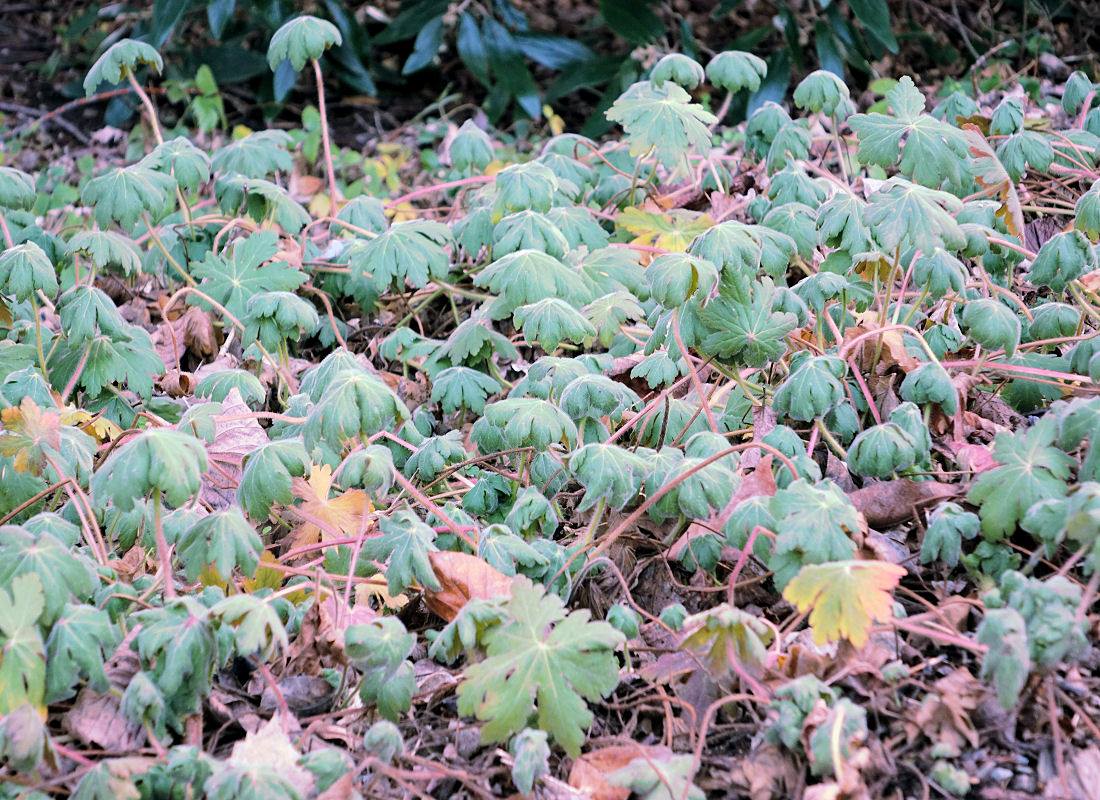 Geranium macrorrhizum během zimy Stálezelené trvalky - Geranium