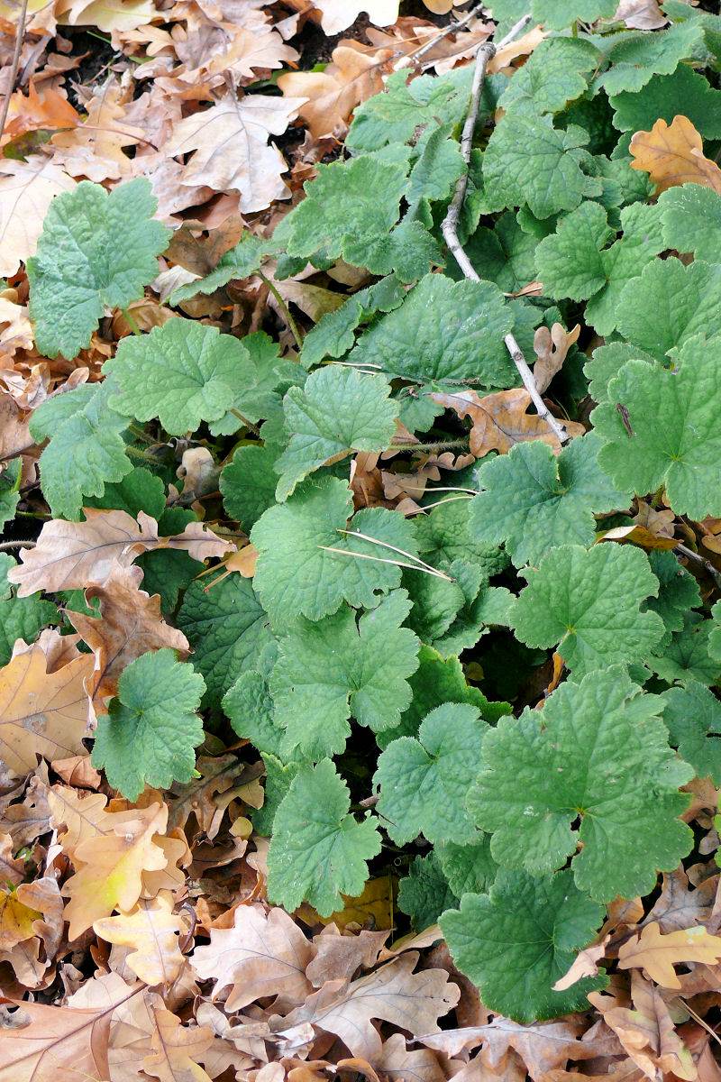 Tellima grandiflora Tellima grandiflora