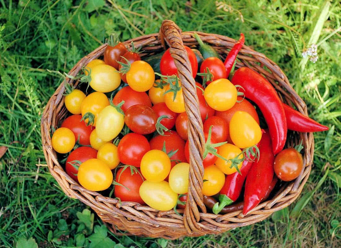 Zajímavé odrůdy rajčat: Které obstály v odolnosti a chuti?