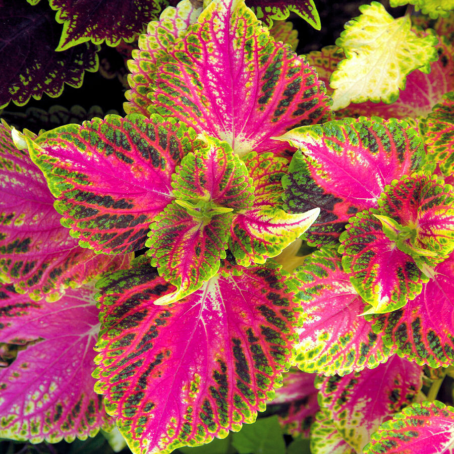Barevnolisté okrasné kopřivy (Coleus)