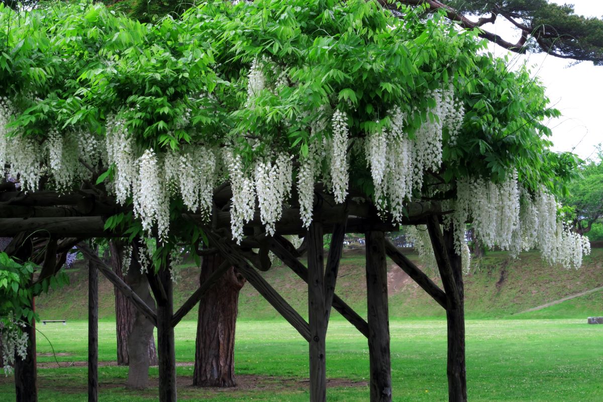 Kvetoucí bílá Wisteria floribunda Wisteria floribunda . vistárie