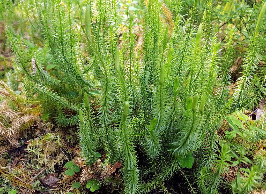 Plavuň vidlačka (Lycopodium clavatum) Václav Větvička o vlcích v zahradě