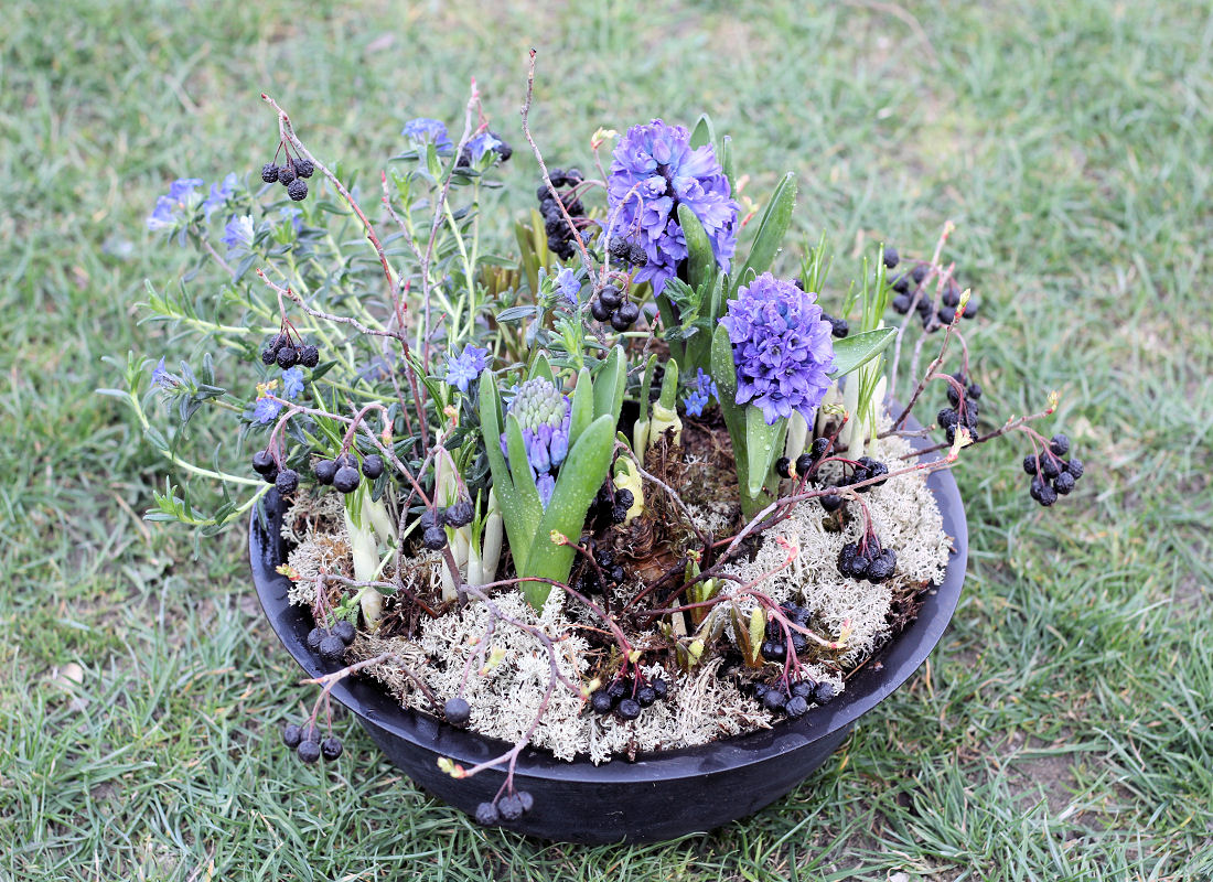 Černý kovový lavůrek je osázen modrými hyacinty, krokusy, narcisy. Zajímavou rostlinkou mezi nimi je kamejka (Lithodora diffusa) s drobnými modrými kvítky. Pro kontrast můžeme také doplnit větvičkami se suchými plody (arónie). Substrát je začištěn navlhčeným lišejníkem Černý kovový lavůrek je osázen modrými hyacinty, krokusy, narcisy. Zajímavou rostlinkou mezi nimi je kamejka (Lithodora diffusa) s drobnými modrými kvítky. Pro kontrast můžeme také doplnit větvičkami se suchými plody (arónie). Substrát je začištěn navlhčeným lišejníkem