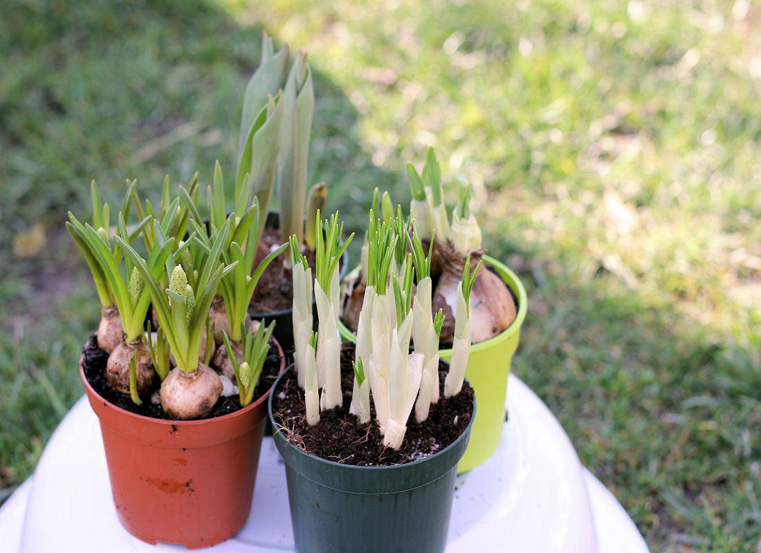 Z jarních cibulovin floristka vybrala modřence, narcisky, tulipány a krokusy Z jarních cibulovin floristka vybrala modřence, narcisky, tulipány a krokusy