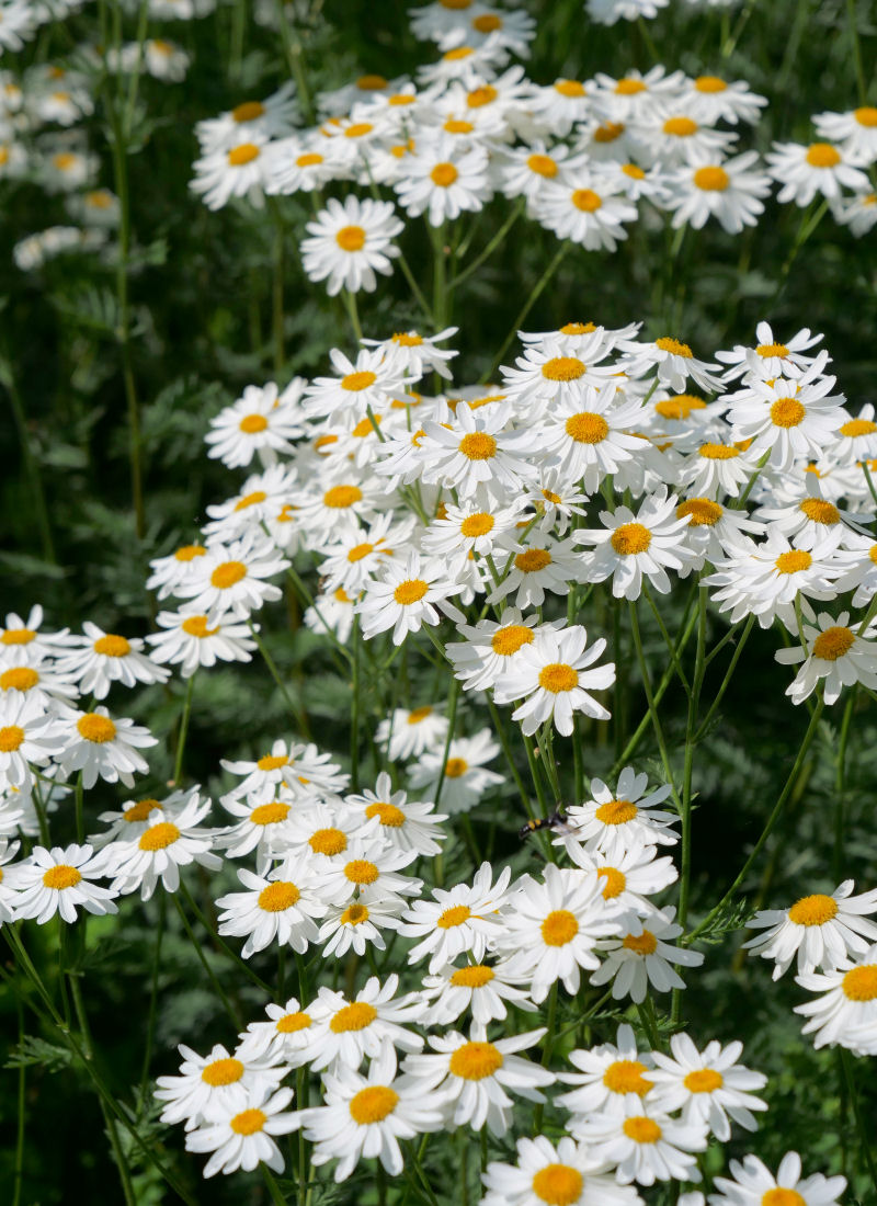 Tanacetum corymbosum Tanacetum corymbosum