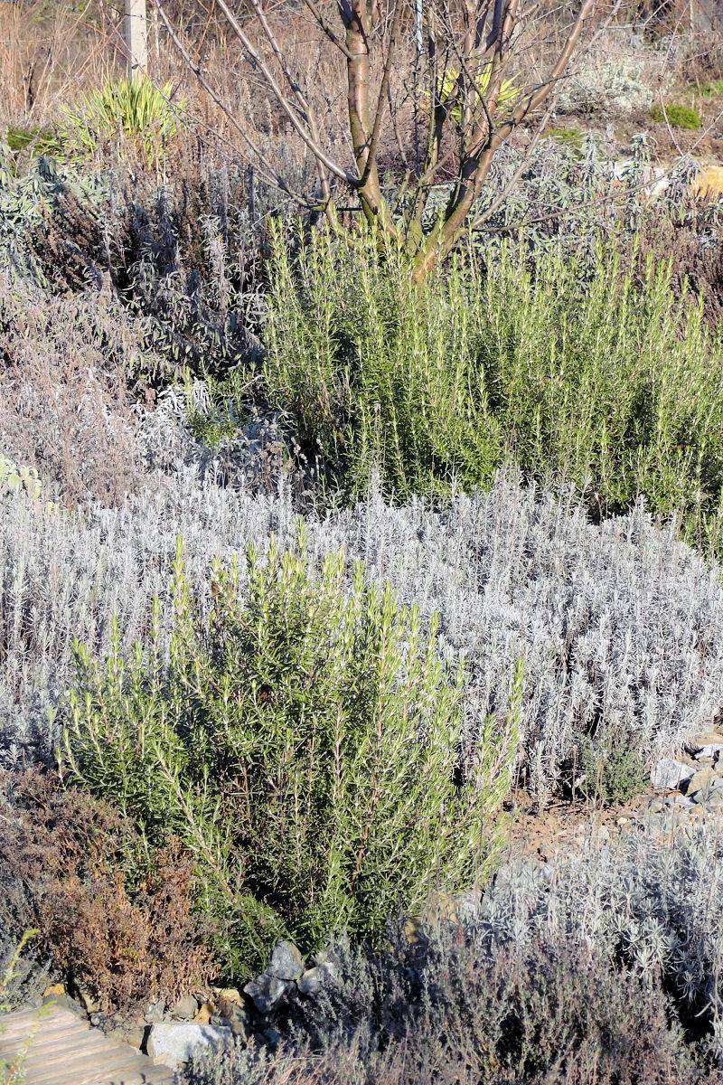 Rosmarinus officinalis ´Arp´ v kombinované výsadbě s levandulí a jinými bylinami. Soukromá zahrada na jižní Moravě Rosmarinus officinalis ´Arp´ v kombinované výsadbě s levandulí a jinými bylinami. Soukromá zahrada na jižní Moravě