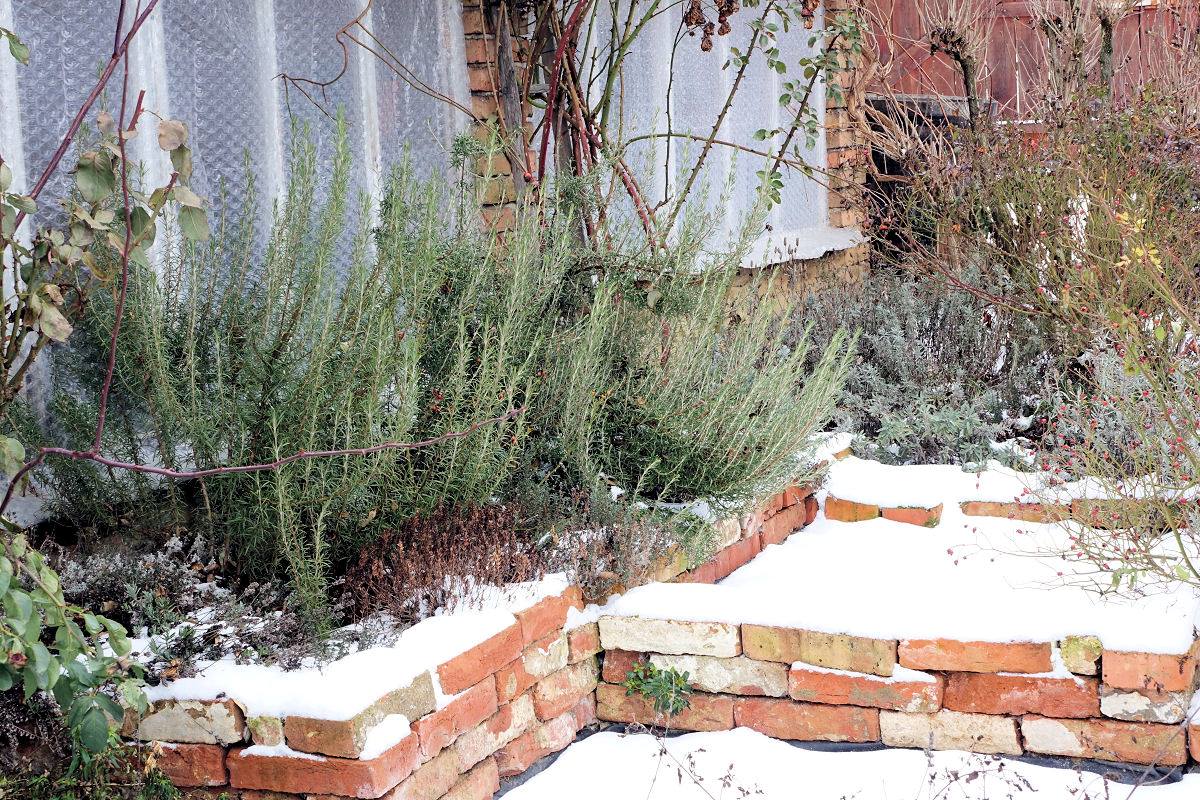 Rozmarýn ´Arp´ hned vedle domu s přesahem střechy. Bez problémů zde přežil mrazy -22°C Rozmarýn ´Arp´ u domu