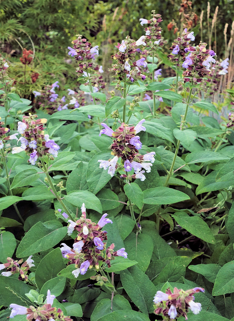 Salvia tomentosa Salvia tomentosa