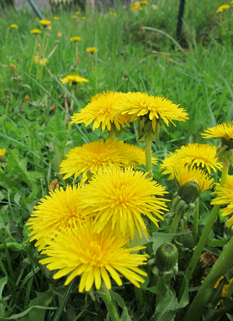 Pampeliška (Taraxacum)