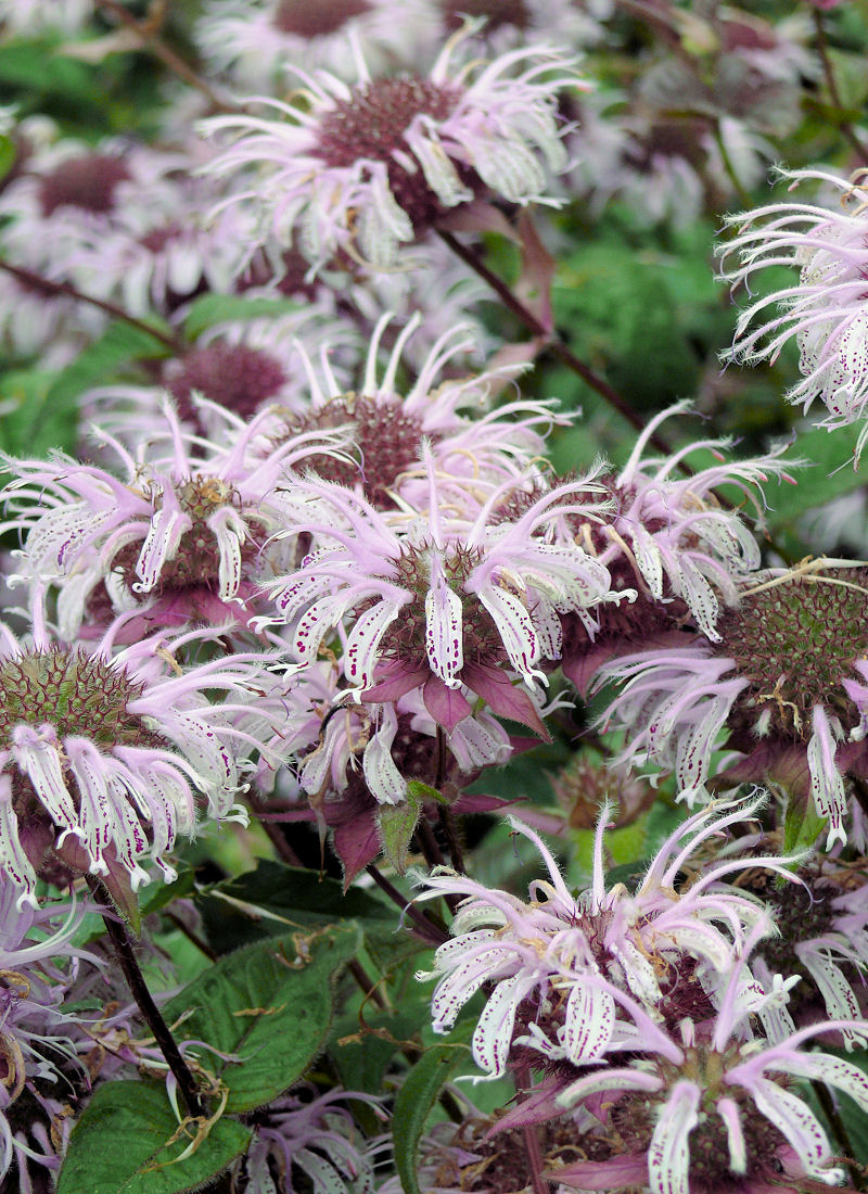 Monarda bradburiana - detail Monarda bradburiana - detail