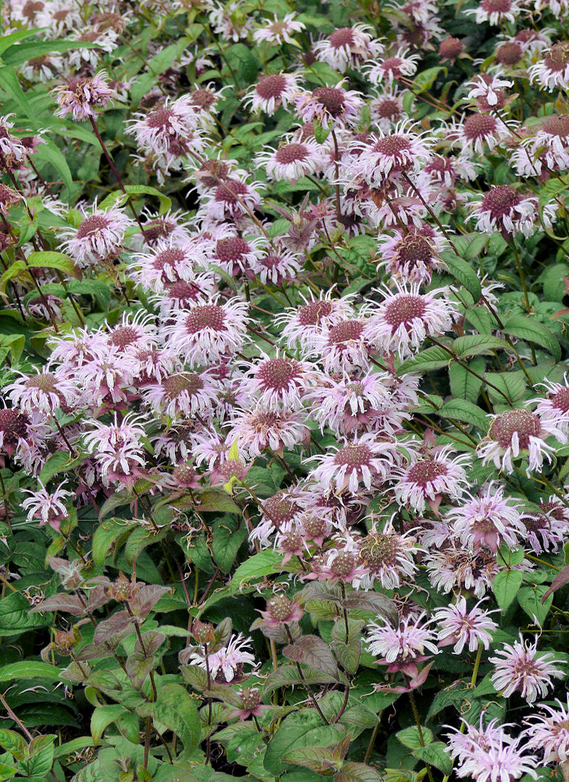 Monarda bradburiana Monarda bradburiana