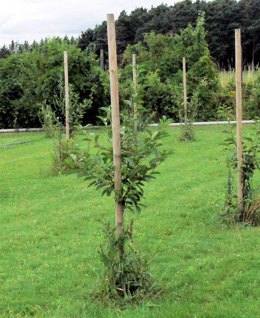 Než strom dobře zakoření, potřebuje stabilní oporu Než strom bezpečně zakoření, neobejde se bez stabilní opory