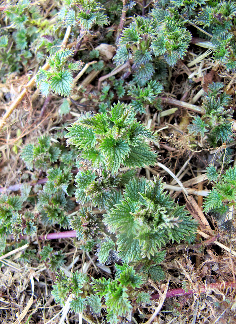 Kopřiva (Urtica dioica), mladé výhony Kopřiva (Urtica dioica), mladé výhony