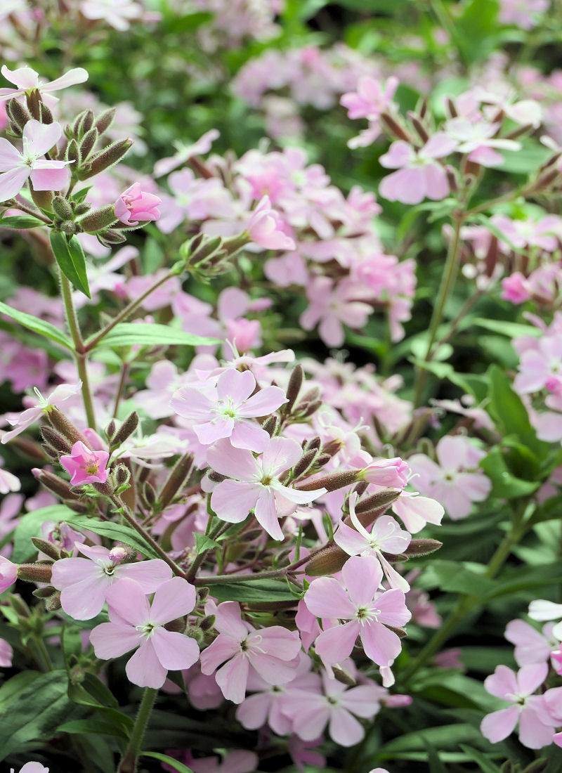 Saponaria sicula subsp. intermedia ´Sigurd´ Saponaria sicula subsp. intermedia ´Sigurd´