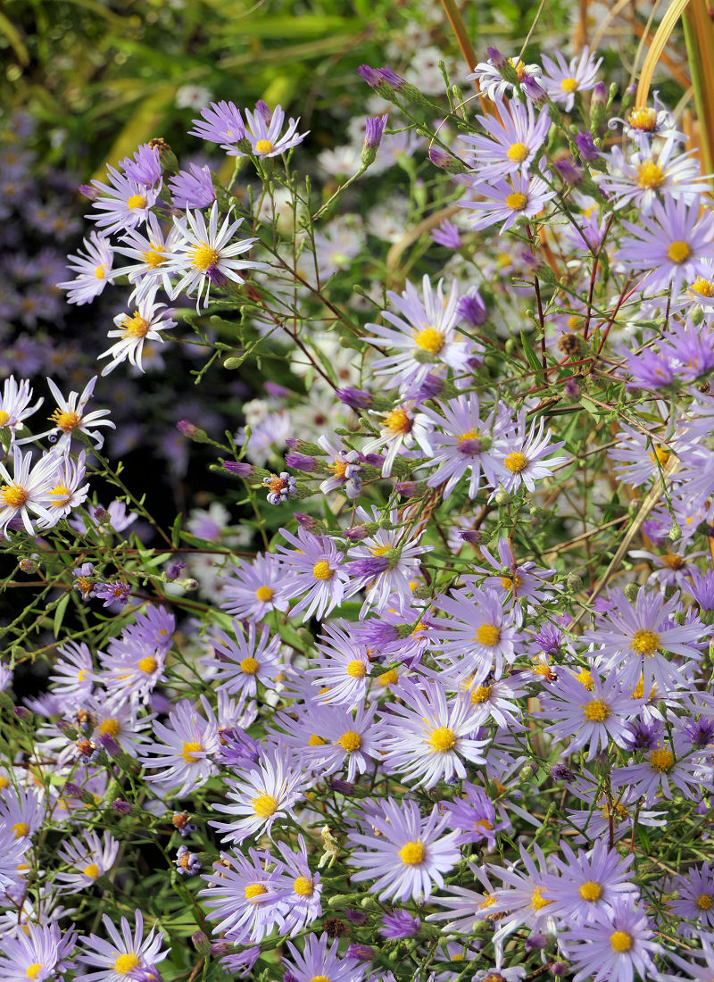 Aster turbinellus ´JS El Fin´ Aster turbinellus ´JS El Fin´