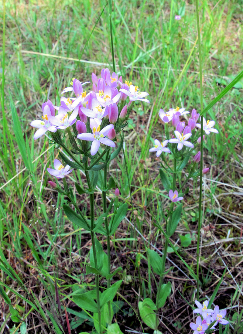 Zeměžluč okolíkatá (Centaurium erythraea) Zeměžluč okolíkatá (Centaurium erythraea)