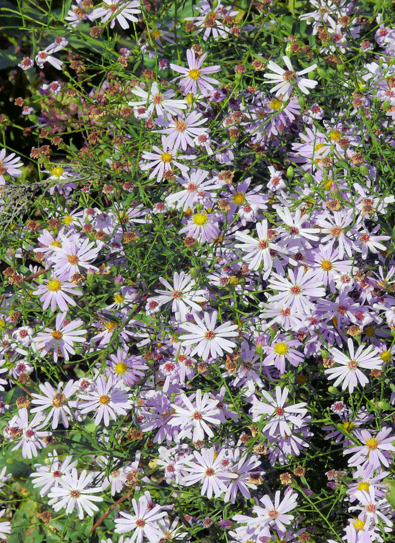 Aster turbinellus Aster turbinellus