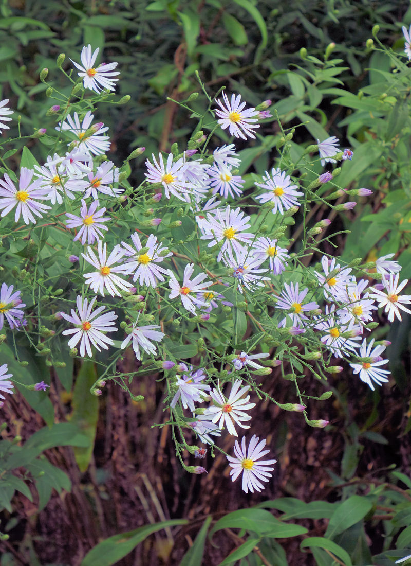 Aster turbinellus Aster turbinellus