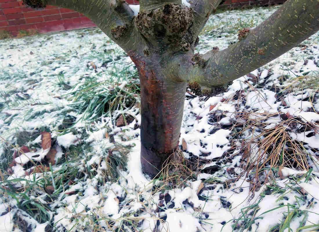 Zahrádkářská poradna: Co dělat při nekróze či houbě na stromě?