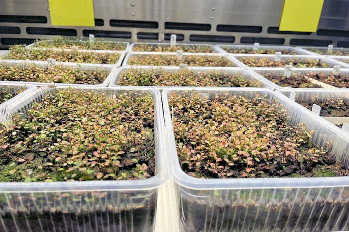 Klíčení semenáčů rodu Vaccinium ve fytotronu Klíčení semenáčů rodu Vaccinium ve fytotronu