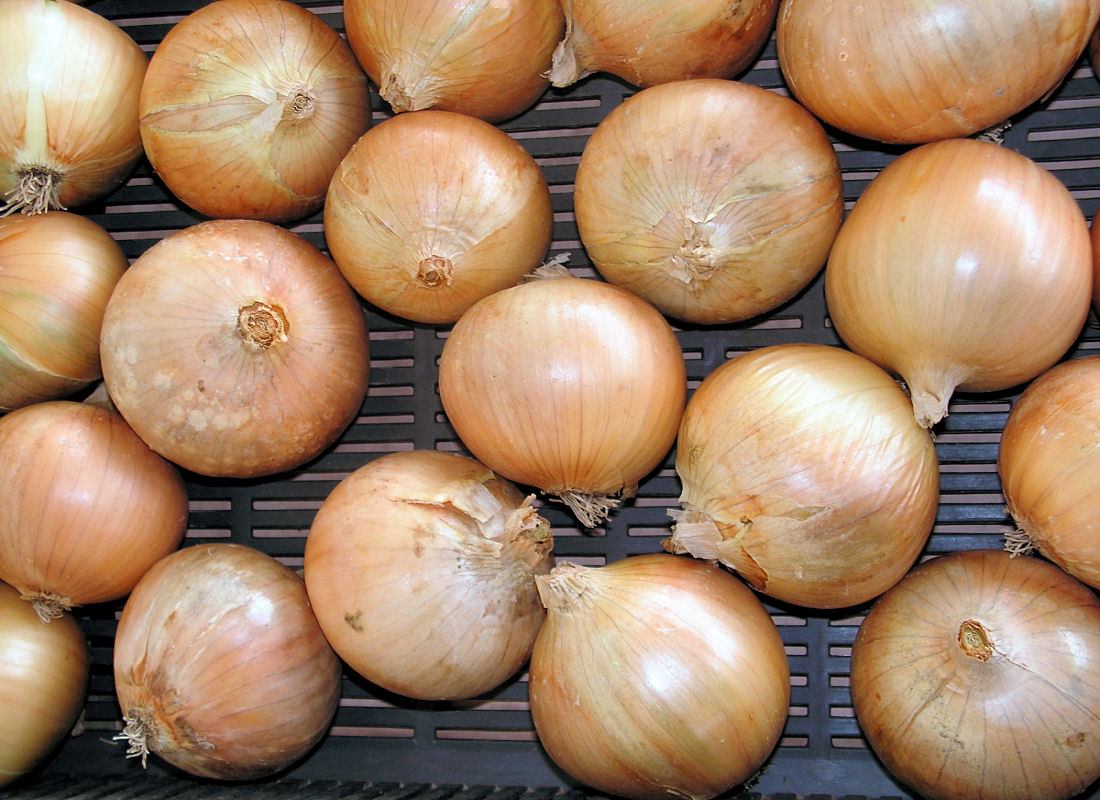 Ozimá cibule Augusta