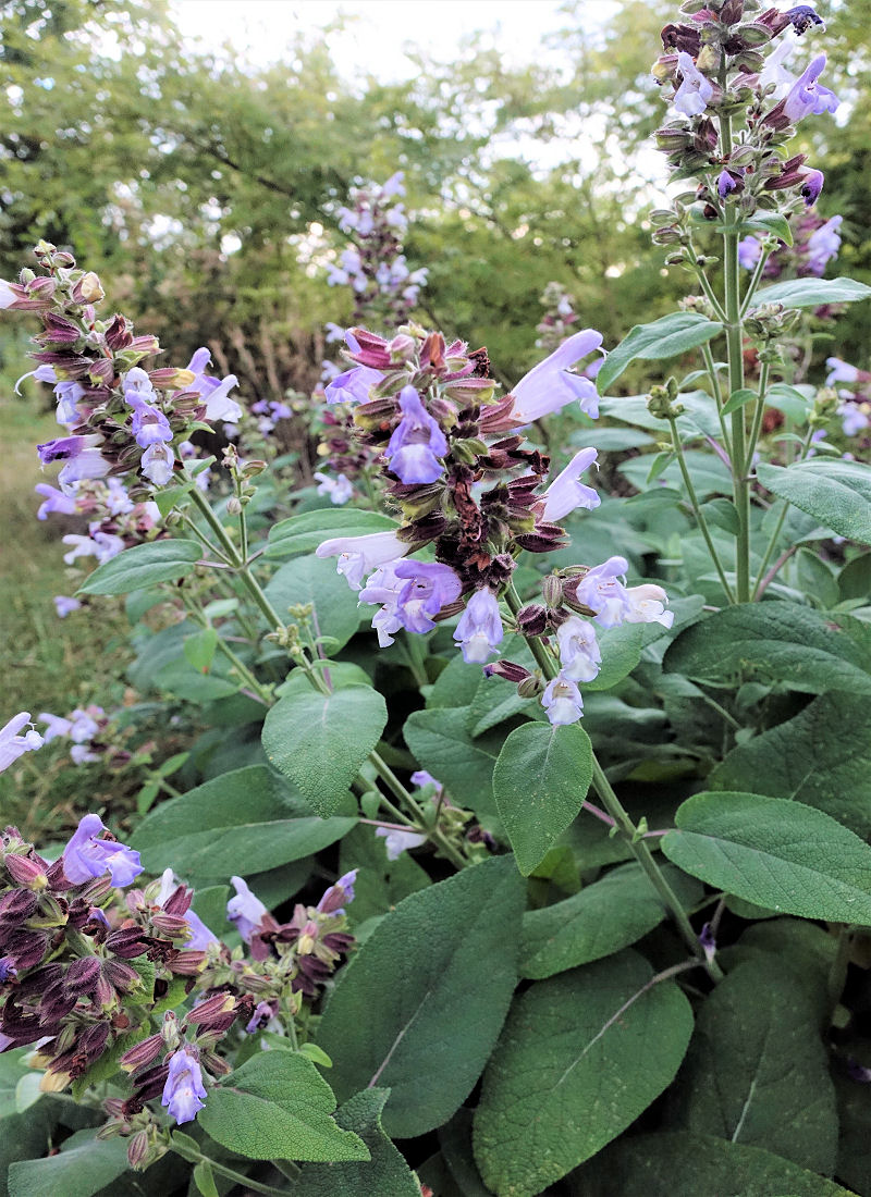 Salvia tomentosa Salvia tomentosa