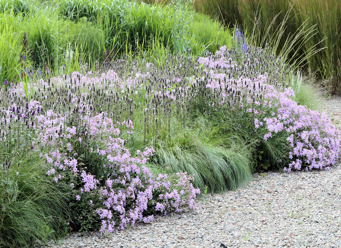 Saponaria × lempergii ´Max Frei´ na okraji záhonu s travinami Saponaria × lempergii ´Max Frei´ na okraji záhonu s travinami