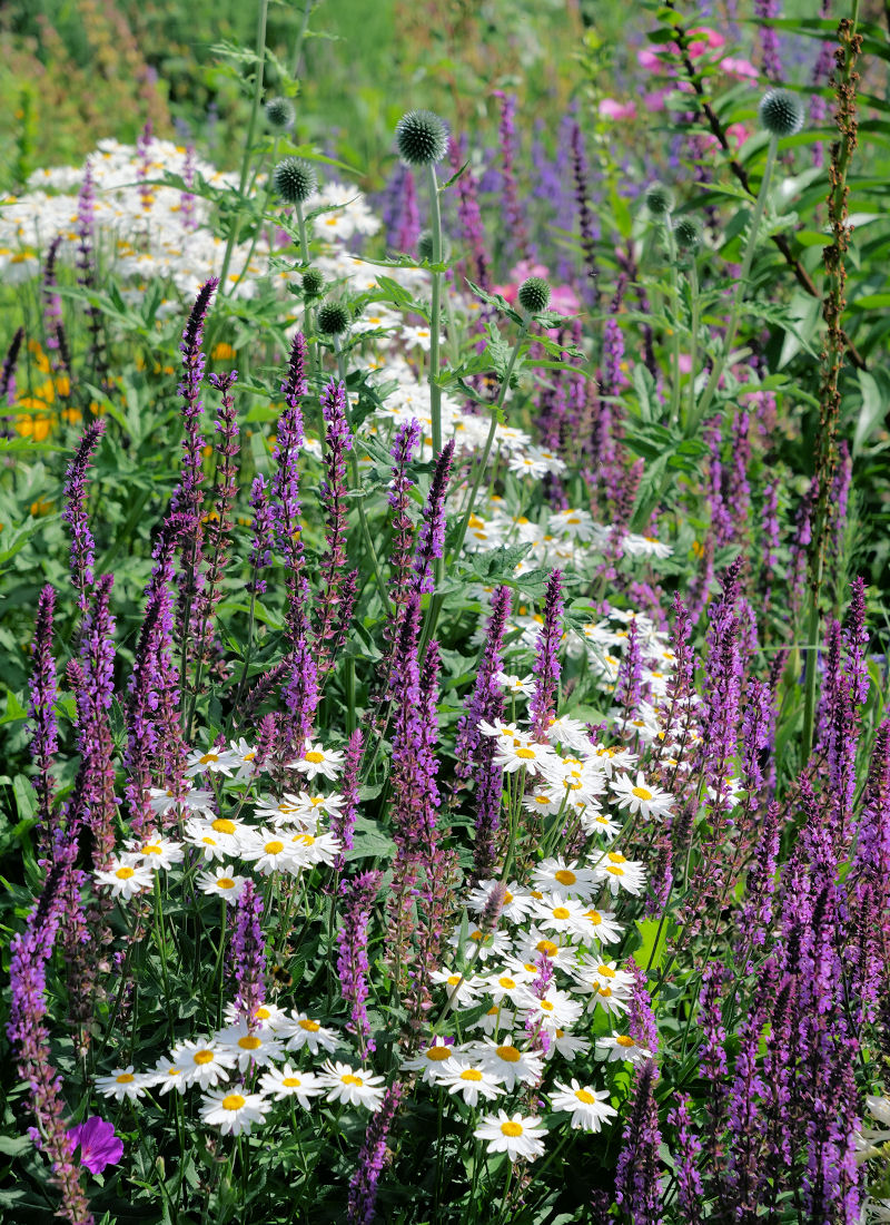 Tanacetum corymbosum a šalvěj hajní odrůda ´Ametyst´ Tanacetum corymbosum a šalvěj hajní odrůda ´Ametyst´