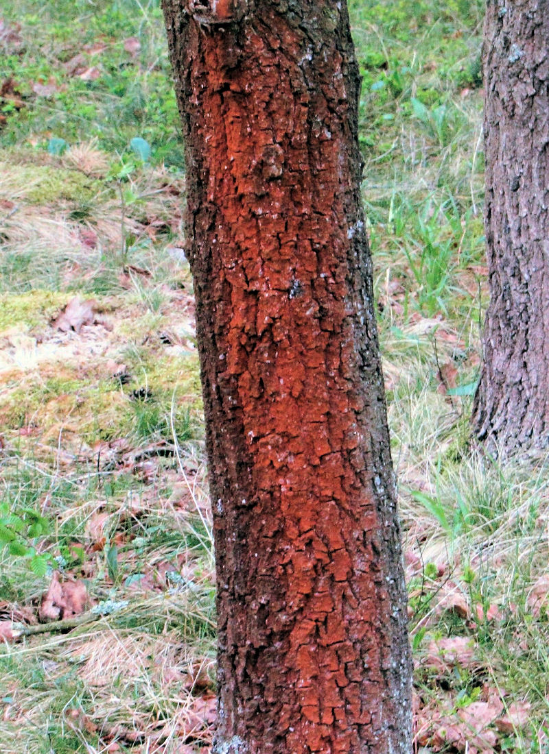 Řasa Trentepohlia umbrina na kmeni stromu Řasa na kmeni jabloně