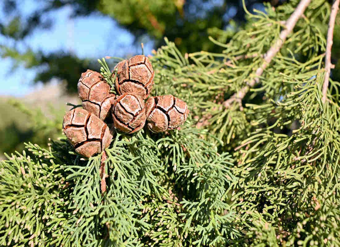 Cypřiš - symbol smutnu Cypřiš - symbol smutnu