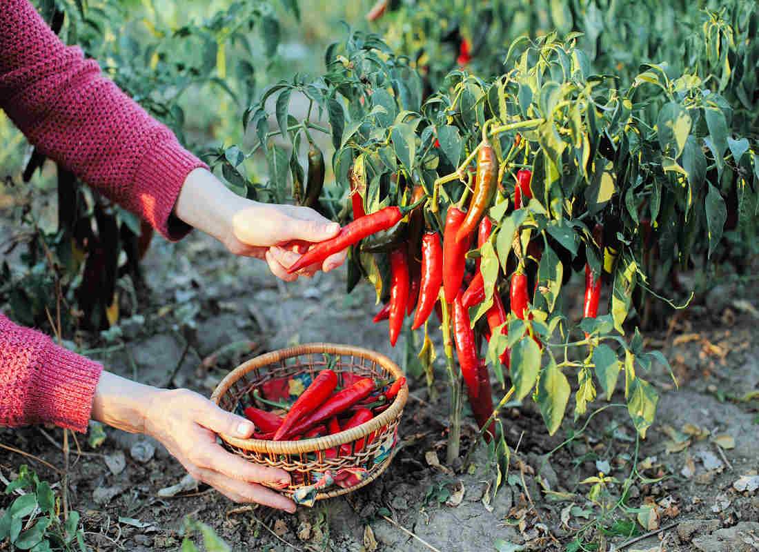 Plody sklízíme v plné botanické zralosti Sklizeň zralých chilli papriček