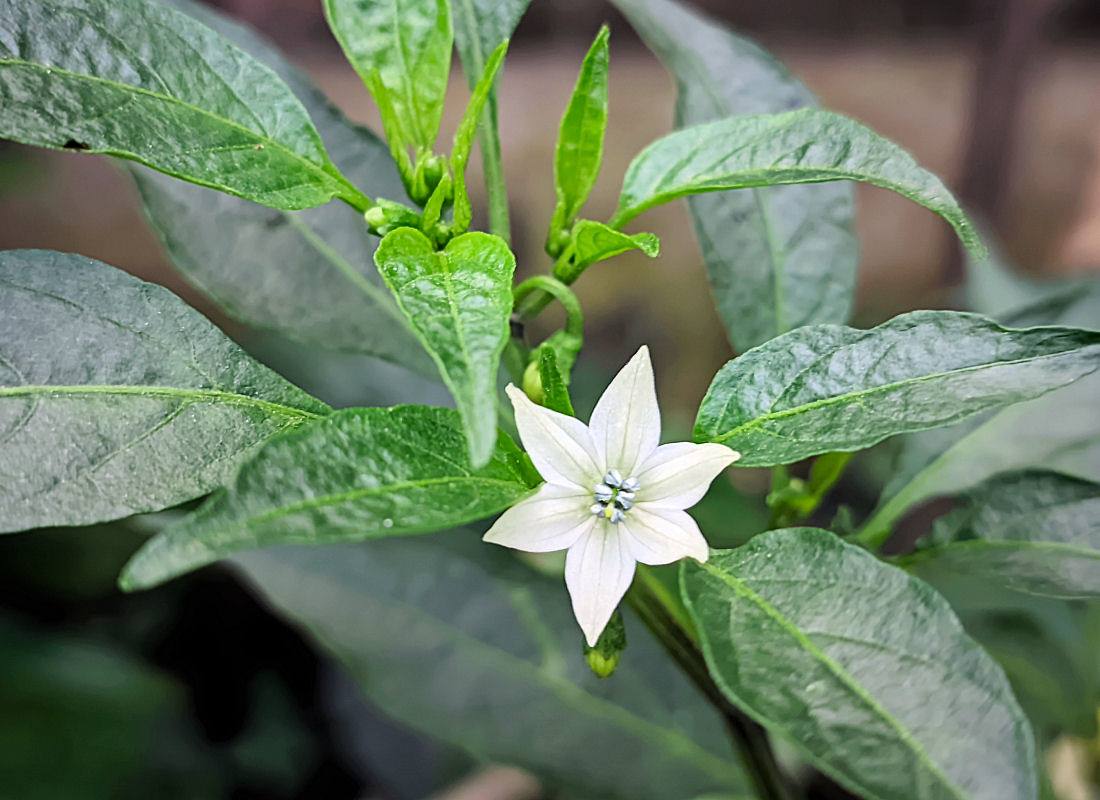 Při pěstování chilli papriček pozor na sprchnutí květů Květ chilli papričky